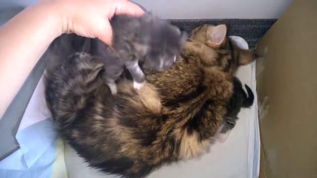 котята, кошка породы мэйн-кун смотреть онлайн