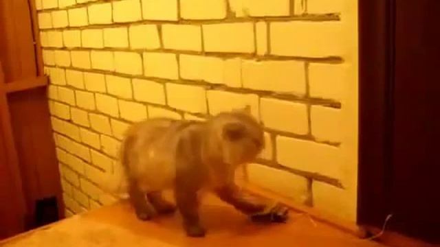 Звонок для кошек смотреть онлайн