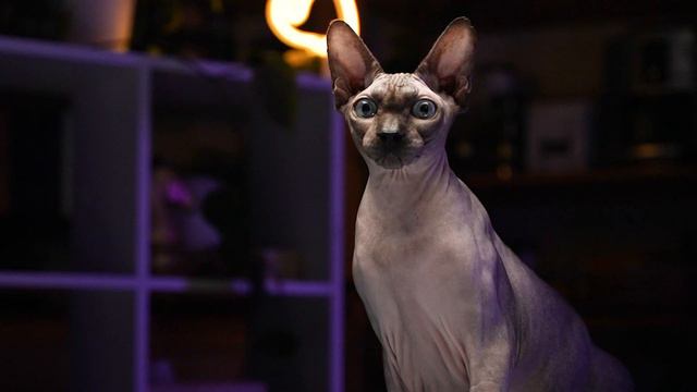 АСМРРР | Выпуск 8: Яндекс стал российским, Московскому зоопарку 160 лет смотреть онлайн