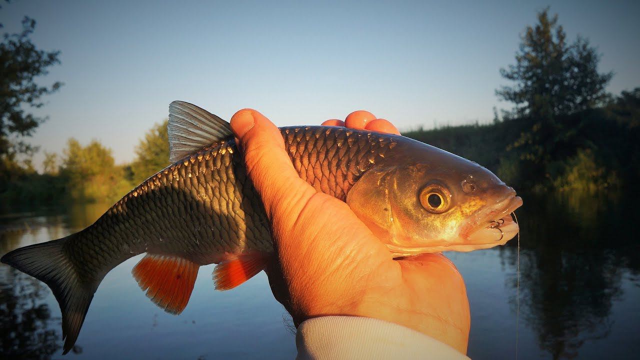 С кренками на малой реке. Рыбалка на Пьяне. смотреть онлайн