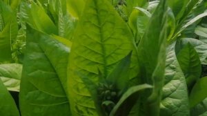 Табак трёх сортов в июле месяце. Самый лучший сорт табака "Столичный".