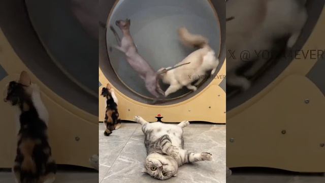 Я тоже так могу, просто не хочу смотреть онлайн