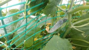 Дополнительная корневая система огурцов