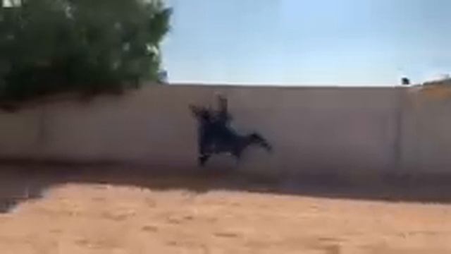 Самый лучший лошадь смотреть онлайн