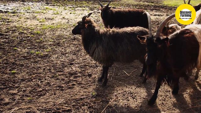 Discover Natural Boer Goat Farming | Goat Farming In Boer Goat Village смотреть онлайн