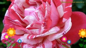 Роза чайно-гибридная Папагено. Краткий обзор, описание характеристик, где купить саженцы Papageno