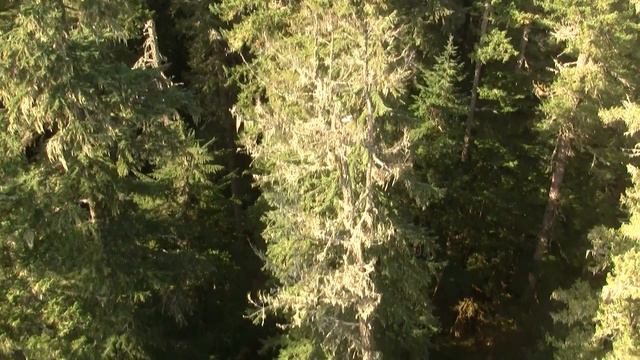 Pacific NW Primary Forest. Первичный лес С-Запада США (842sp) смотреть онлайн