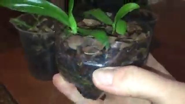 Орхидеи из фласки. Из орхо пака. Детки орхидей. Закрытая система. смотреть онлайн