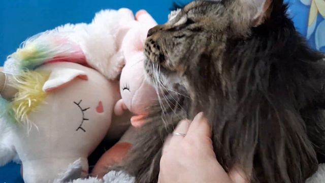 Мы игрушка МЯГКАЯ. Мейн кун Сева. смотреть онлайн