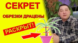 Как правильно обрезать драцену