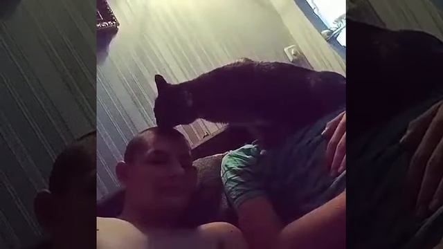 Кошка облизывает голову смотреть онлайн