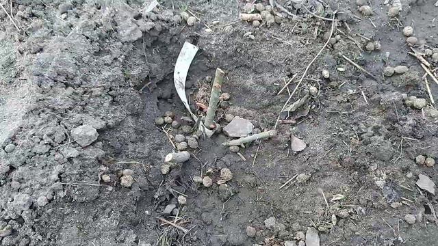 Обрезка чайно гибридной розы для новичков. смотреть онлайн