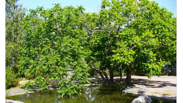 Орех зибольда (juglans sieboldiana) смотреть онлайн