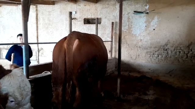 SIMENTAL BUQALAR SOTILADI ☎️ 91 177 27 72 ☎️@Hikmatillo_uz