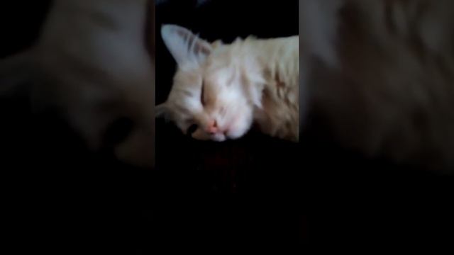 (Отдых. Показую свою любимую игрушку. Прямой Кефир. Играю со своей племянницей ) смотреть онлайн