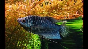 КАКИЕ АКВАРИУМНЫЕ РЫБКИ МОГУТ ЖИТЬ БЕЗ КИСЛОРОДА