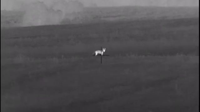 Охота на волка на вабу в Беларуси/Wolf hunting in Belarus for wabu (howl). #охота #hunting #pulsar смотреть онлайн