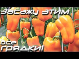 Самые холодостойкие урожайные перцы для севера и Подмосковья.  Растут по многу и чуть ли не в мороз!