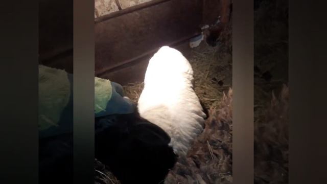 Дорпер кросс🐏🐏🐏 смотреть онлайн