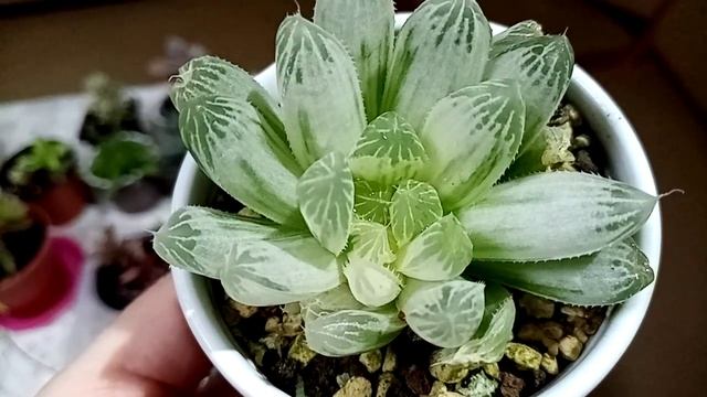 Комнатные растения. Обзор. Вы только полюбуйтесь! смотреть онлайн