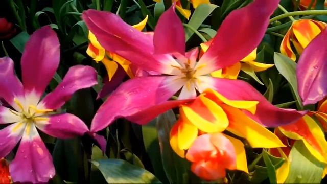 ?Тюльпан от РОНАЛДО? С Праздником!? Живые цветы в оранжерее Аптекарского огорода смотреть онлайн