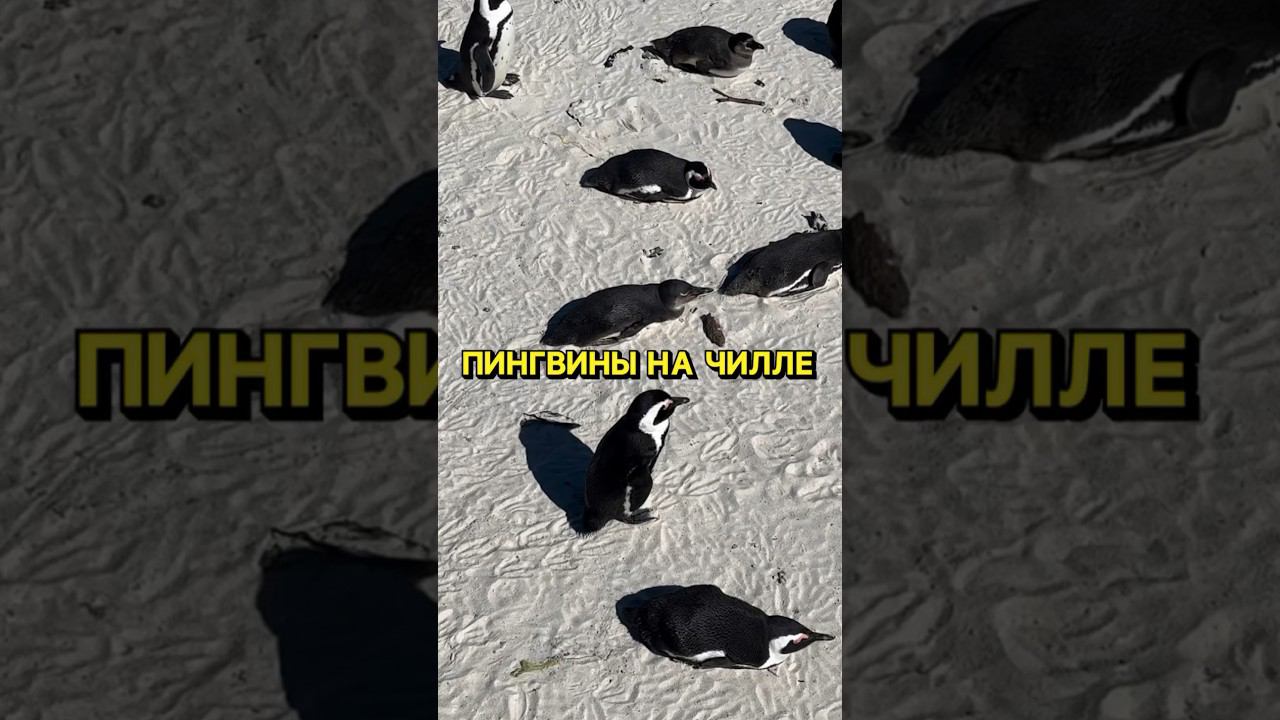 ️Пингвины на чилле #африка #кейптаун #пингвин #пингвины #океан #afrika #capetown #pinguin #ocean смотреть онлайн