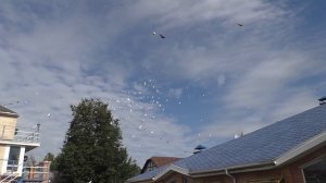 1300 ГОЛУБЕЙ В НЕБЕ !!! ГОЛУБИ ХАРЛАШИНА В.И.   1-АЯ ЧАСТЬ ...