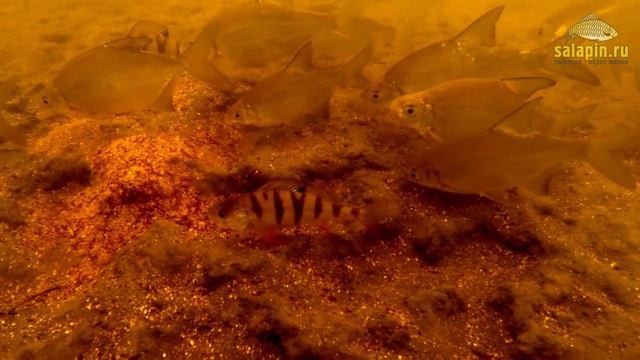 Как работает отводной поводок на течении (подводное видео) [salapinru] смотреть онлайн