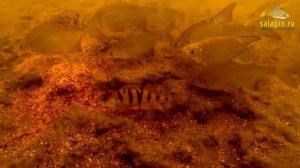 Как работает отводной поводок на течении (подводное видео) [salapinru]