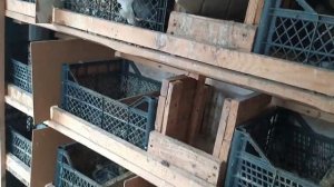 Краснодарские, леушковские, славянские бойные голуби 2021г