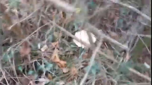 Primi Clitocybe geotropa 25/11/2017 смотреть онлайн