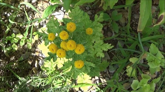 Golden Ball Chrysanthemum Flowers, Growing Golden Ball Chrysanthemum Flowers смотреть онлайн