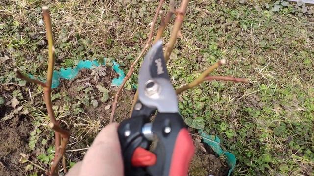 Канадские розы. Зимовка 2020-21 без укрытия. смотреть онлайн