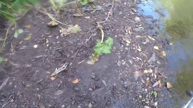 ЛОВЛЯ - РЫБАЛКА на ХАРИУСА ( УДАЧНЫЙ ВЕЧЕР - ЛОВЛЯ НА УДОЧКУ) смотреть онлайн