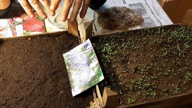 ВЫРАЩИВАЮ АСТРЫ Всегда ТОЛЬКО ТАК СЕЮ СЕМЕНАМИ на рассаду астру смотреть онлайн