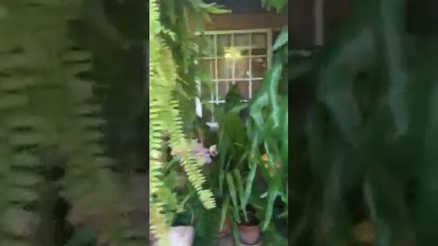 Tour of our Garden 2 смотреть онлайн