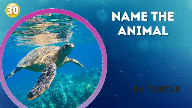 Guess The Animal Quiz - Animal Guessing Game - Animals Quiz - Picture Quiz - Visual Quiz Round