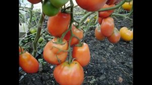 Томат Ослиные уши