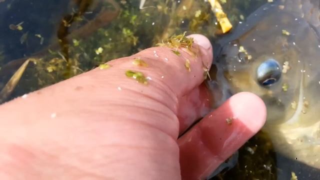 таких карасей никто не видел в HD качестве смотреть онлайн