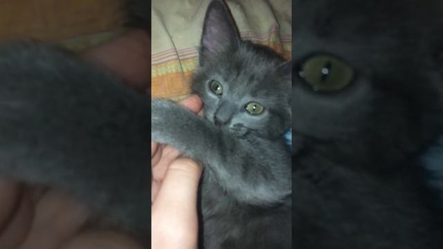 Нашли новорожденного котёнка в мусорке !!!!! смотреть онлайн