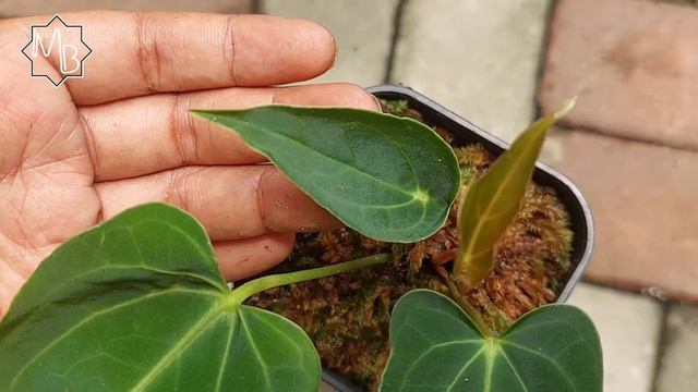 Tanaman Hias Anthurium Papillilaminum Dark Form