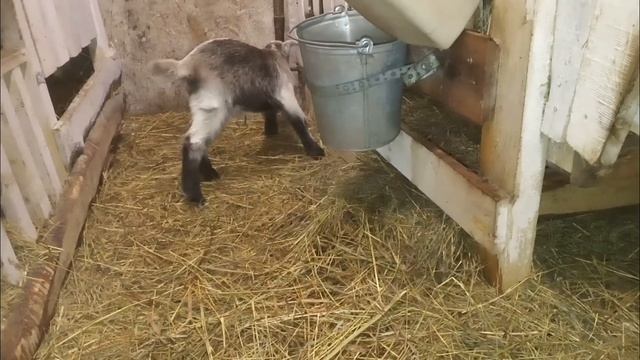 Порошок Мистик от Гринвей / Челлендж со стулом / Наши животные смотреть онлайн