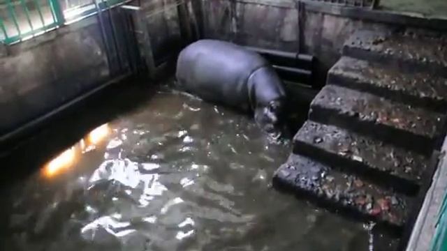 Омск, Большеречье, Зоопарк - Бегемот смотреть онлайн