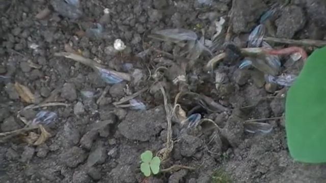 как муравьи строят новый муравейник смотреть онлайн