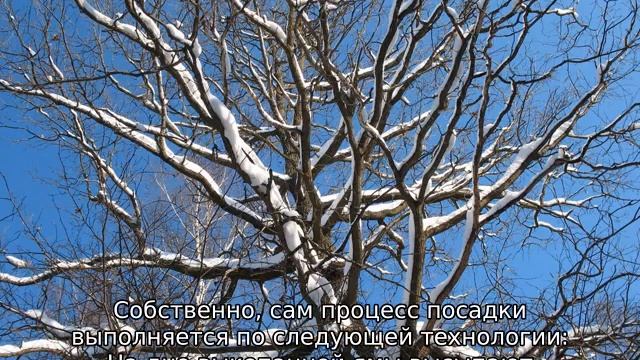 Яблоня Яблочный Спас смотреть онлайн