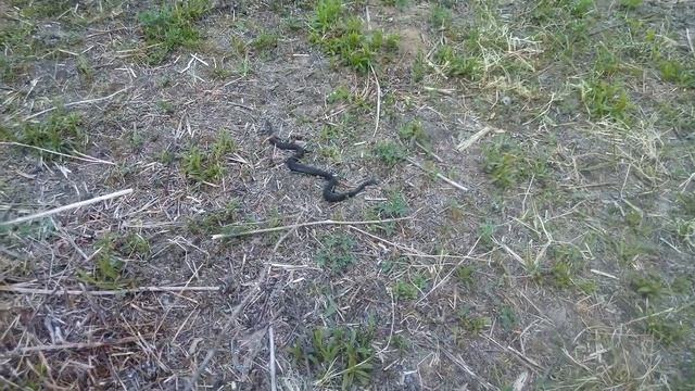 2015.05.12 Злой Змей. Или Змея... смотреть онлайн