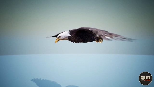 Bald Eagle animation preview. смотреть онлайн