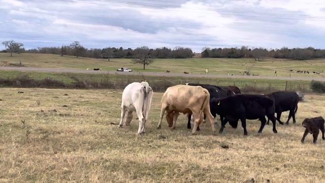 Middle age heavy bred cattle смотреть онлайн