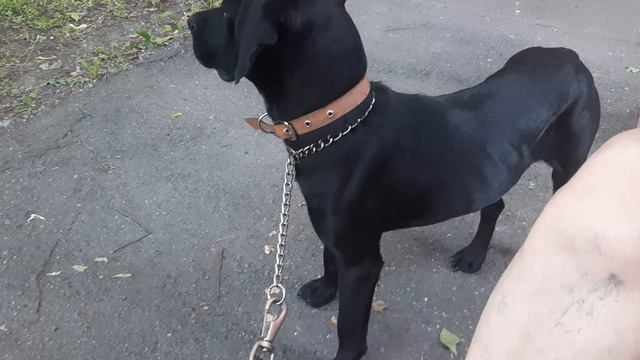 Бесплатно Чибо Рей Лео Два уголок 1 000 000 / 4 рублей коленки и Лапы квота Лео травматология смотреть онлайн