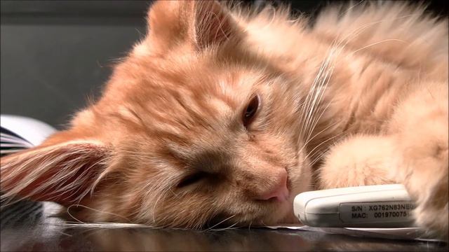 котики ето святое #1 смотреть онлайн